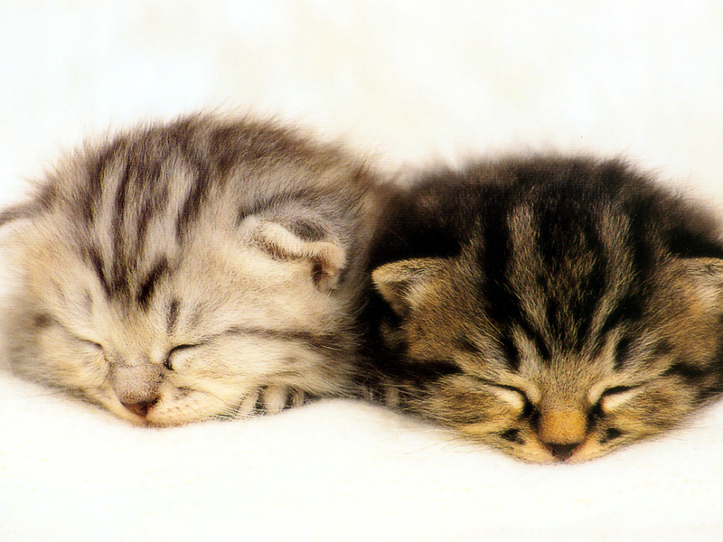 Gatti (18)